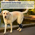 Dog front leg brace